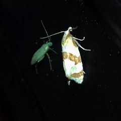 Phalonidia albipalpana