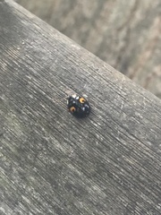 Harmonia axyridis