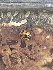 Harmonia axyridis