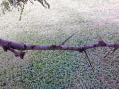 Gleditsia triacanthos