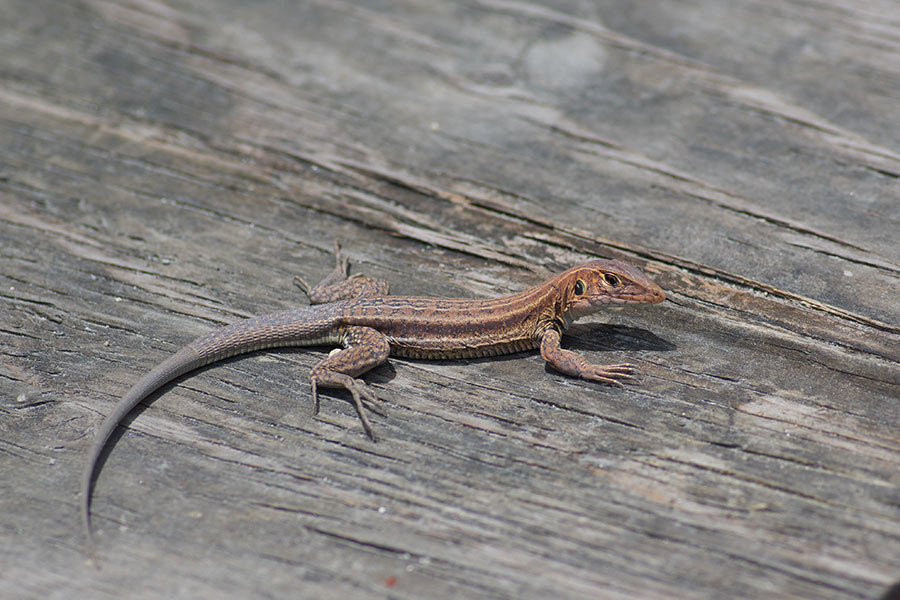 Anguilla Bank Ameiva