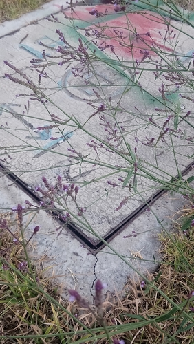 Verbena litoralis