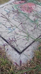 Verbena litoralis litoralis