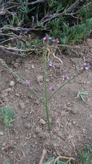 Verbena litoralis litoralis