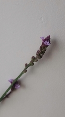 Verbena litoralis litoralis