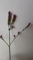 Verbena litoralis litoralis