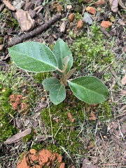 Olearia avicenniifolia