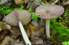 Entoloma violaceum