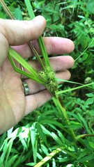 Carex frankii