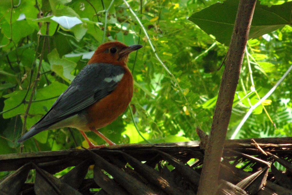 Orange-headed Thrush