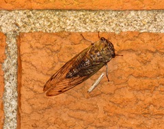 Neotibicen canicularis