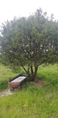 Juniperus coahuilensis