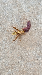 Polistes apachus apachus