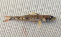 Aulopus filamentosus