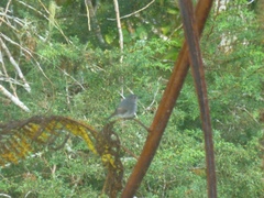 Ficedula westermanni