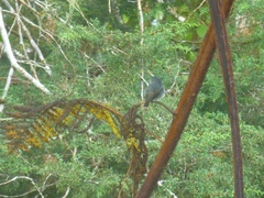 Ficedula westermanni