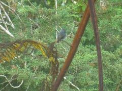 Ficedula westermanni