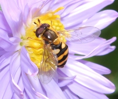 Eupeodes latifasciatus