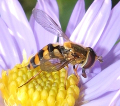 Eupeodes latifasciatus