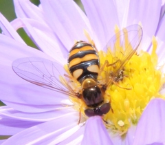Eupeodes latifasciatus