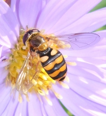 Eupeodes latifasciatus