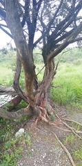 Juniperus coahuilensis