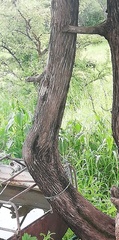 Juniperus coahuilensis