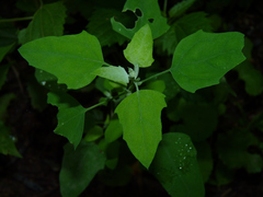 Chenopodium album