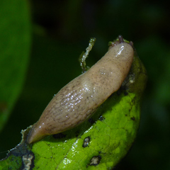 Deroceras