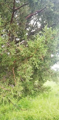 Juniperus coahuilensis