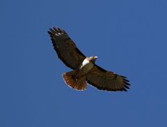 Buteo jamaicensis costaricensis