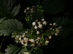 Ageratina altissima