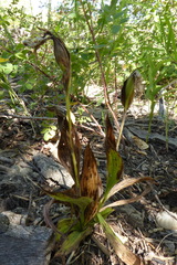 Cypripedium parviflorum