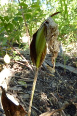 Cypripedium parviflorum