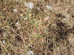 Cirsium italicum