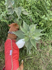 Hibiscus lasiocarpos