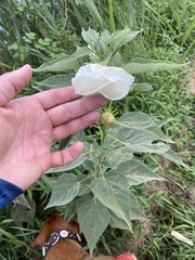 Hibiscus lasiocarpos