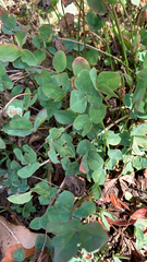 Trifolium repens