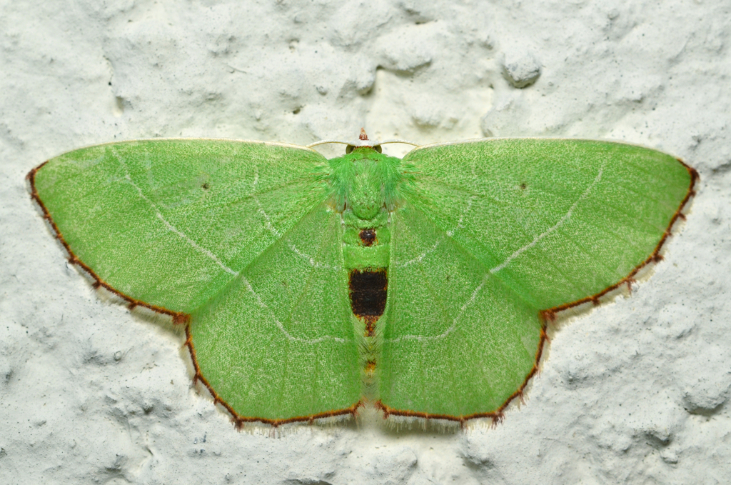 Red-patched Emerald