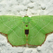 Red-patched Emerald - Photo (c) Christian Schwarz, some rights reserved (CC BY-NC), uploaded by Christian Schwarz
