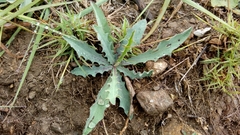 Pinaropappus roseus