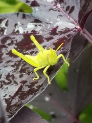 Schistocerca damnifica