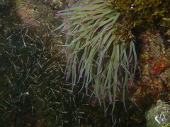 Leptomysis mediterranea