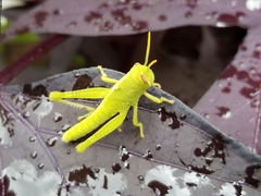 Schistocerca damnifica