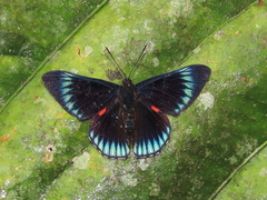 Necyria duellona diva