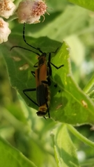 Chauliognathus limbicollis