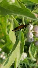 Chauliognathus limbicollis