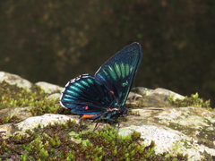 Necyria duellona diva