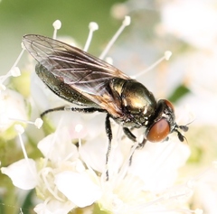 Lejogaster metallina