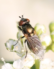 Lejogaster metallina